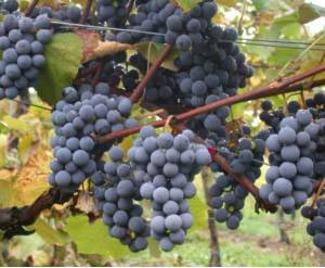 Las uvas de tempranillo de las que proviene nuestro vino.