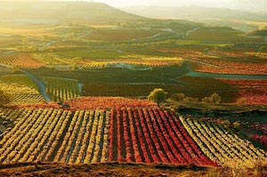 Los viñdos en la region de la Rioja, de donde proviene Conde de Villaseñor.